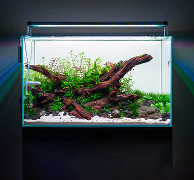 Maintaining Optimal Water Temperatures: A Guide to Aquarium Heaters