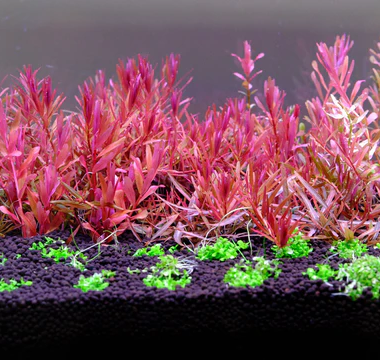 Maintaining Optimal Water Temperatures: A Guide to Aquarium Heaters