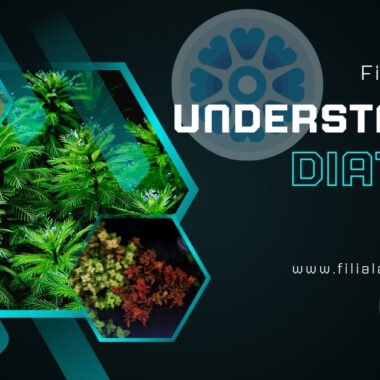 Understanding Diatoms in a Planted Aquarium: A Beginner’s Guide