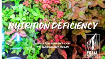 Plant fertilizer filialaquatics