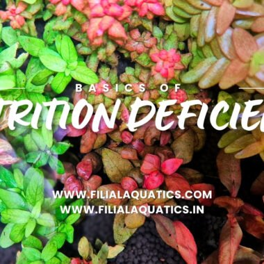 Nutrient Deficiency in Aquarium plants: Causes and Solutions