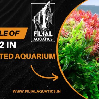 The Role of CO2 in Planted Aquariums: How to Get it Right