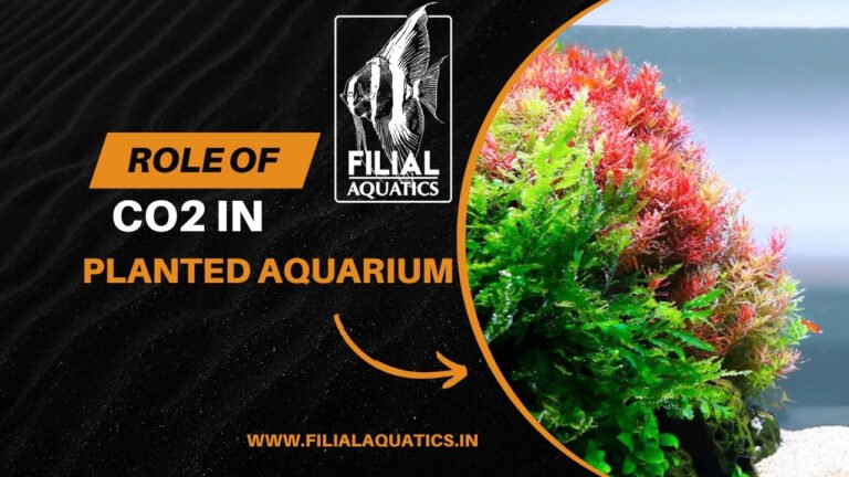 The Role of CO2 in Planted Aquariums: How to Get it Right | Filial Aquatics - Advantages Of Using Co2 In Aquarium
